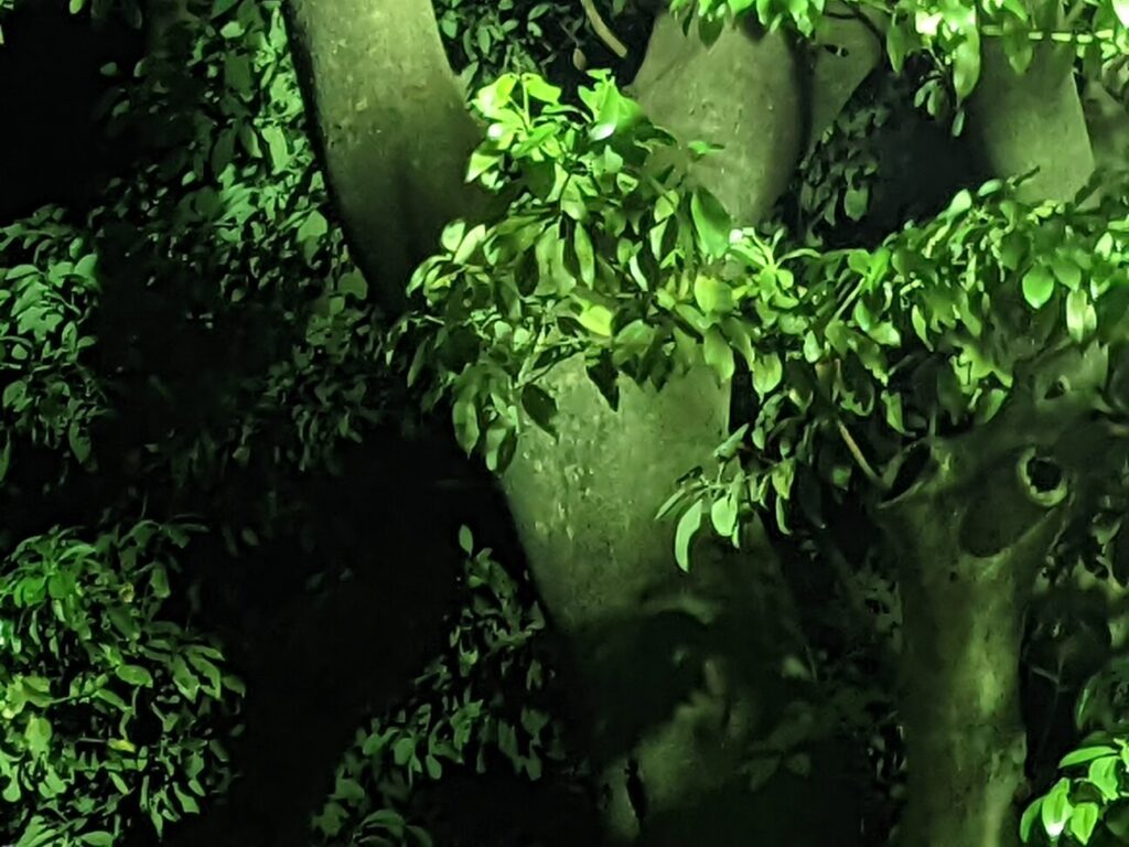 「Pixel 6」の写真ー夜間の公園ー(最大ズーム)