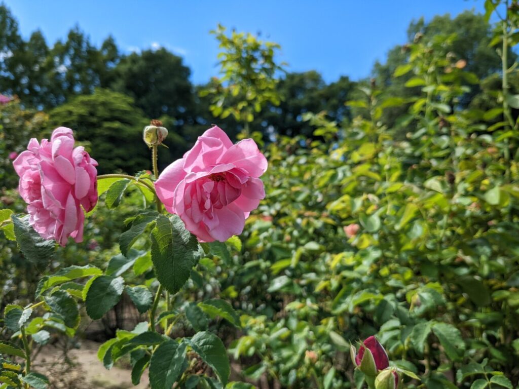 「Pixel 6a」の写真ー昼間の公園ー(花)