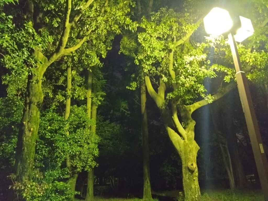 「Xperia 10 IV」の写真ー夜間の公園ー
