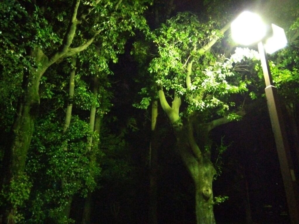 「AQUOS wish2」の写真ー夜間の公園ー