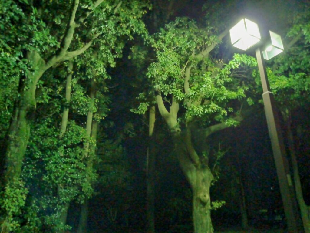 「Libero 5G III」の写真ー夜間の公園ー