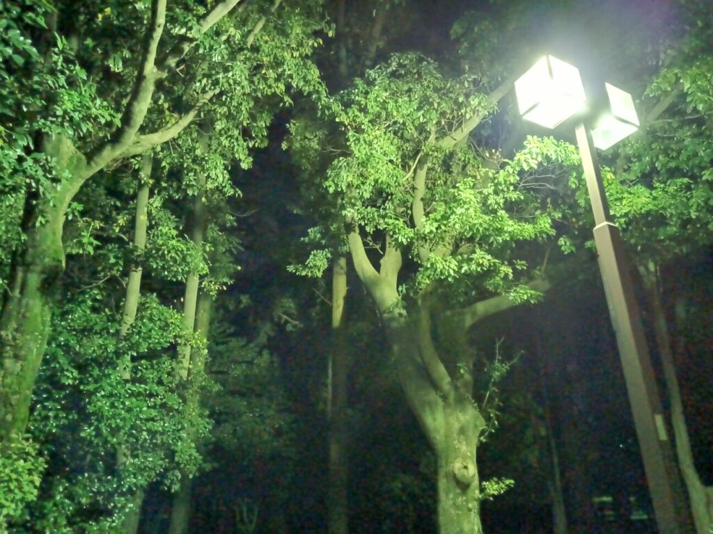 「Libero 5G III」の写真ー夜間の公園ー(夜景モード)
