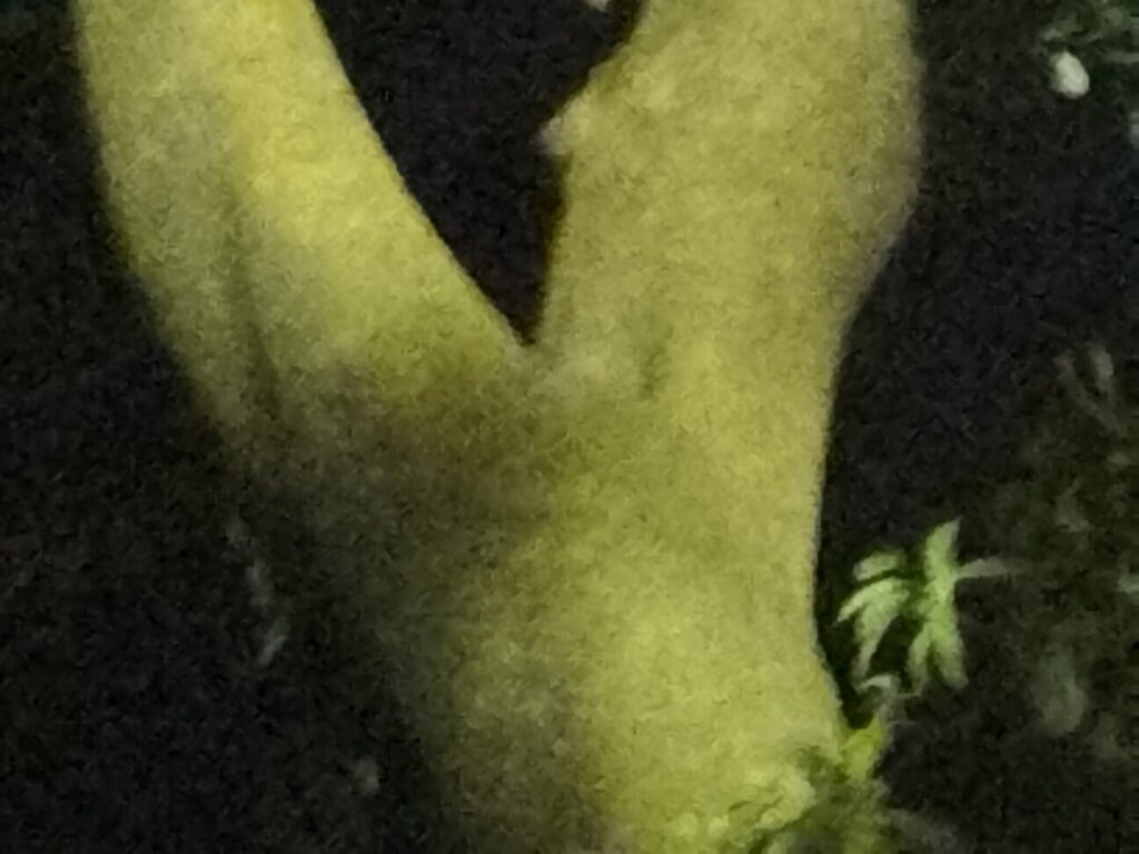 「Redmi Note 10T」の写真ー夜間の公園ー(最大ズーム)