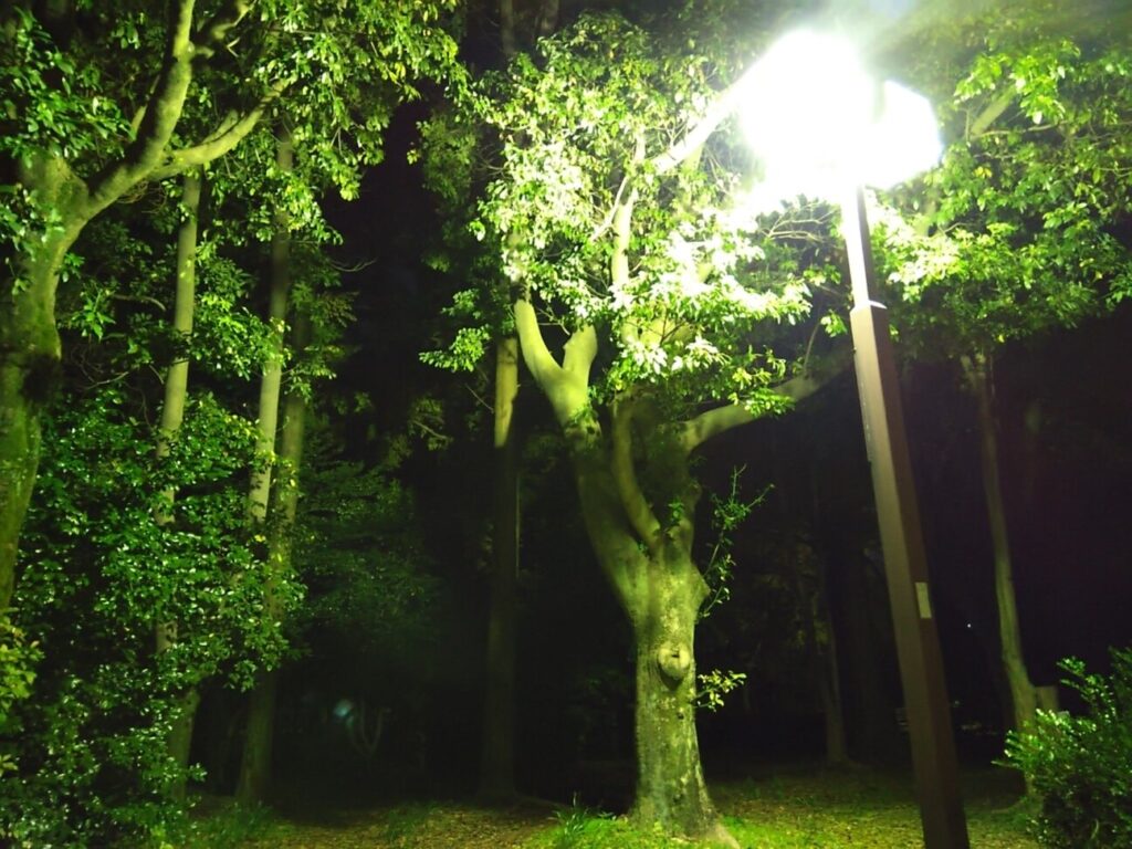 「AQUOS wish2」の写真ー夜間の公園ー(夜景モード)
