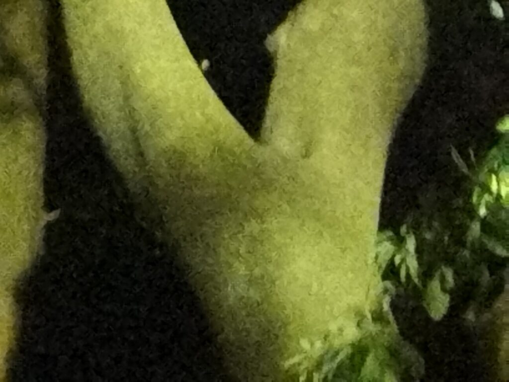 「Redmi Note 10T」の写真ー夜間の公園ー(最大ズーム)
