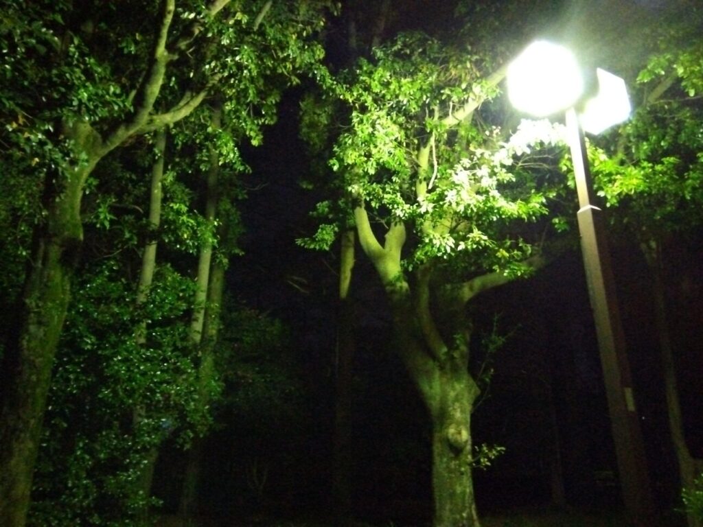 「AQUOS wish2」の写真ー夜間の公園ー