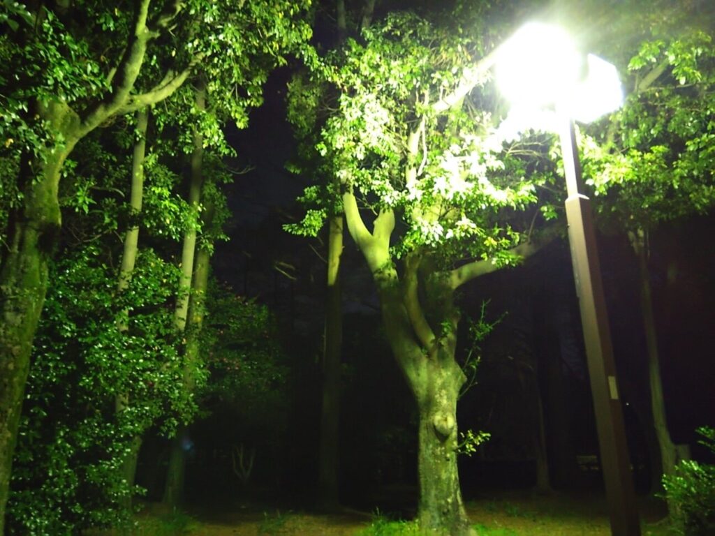 「AQUOS wish2」の写真ー夜間の公園ー(夜景モード)