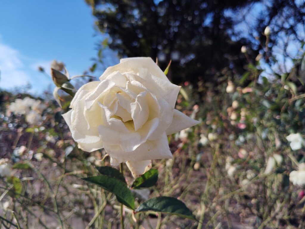 「Redmi 12 5G」の写真ー昼間の公園ー(花)