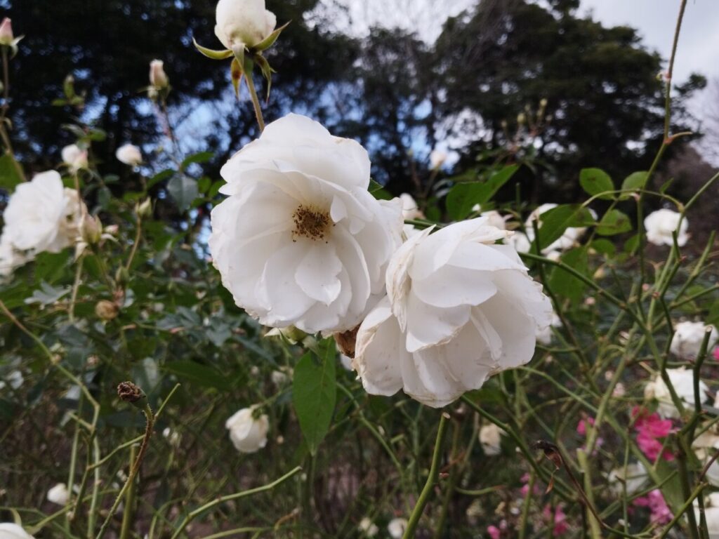 「Redmi Note 10T」の写真ー昼間の公園ー(花)