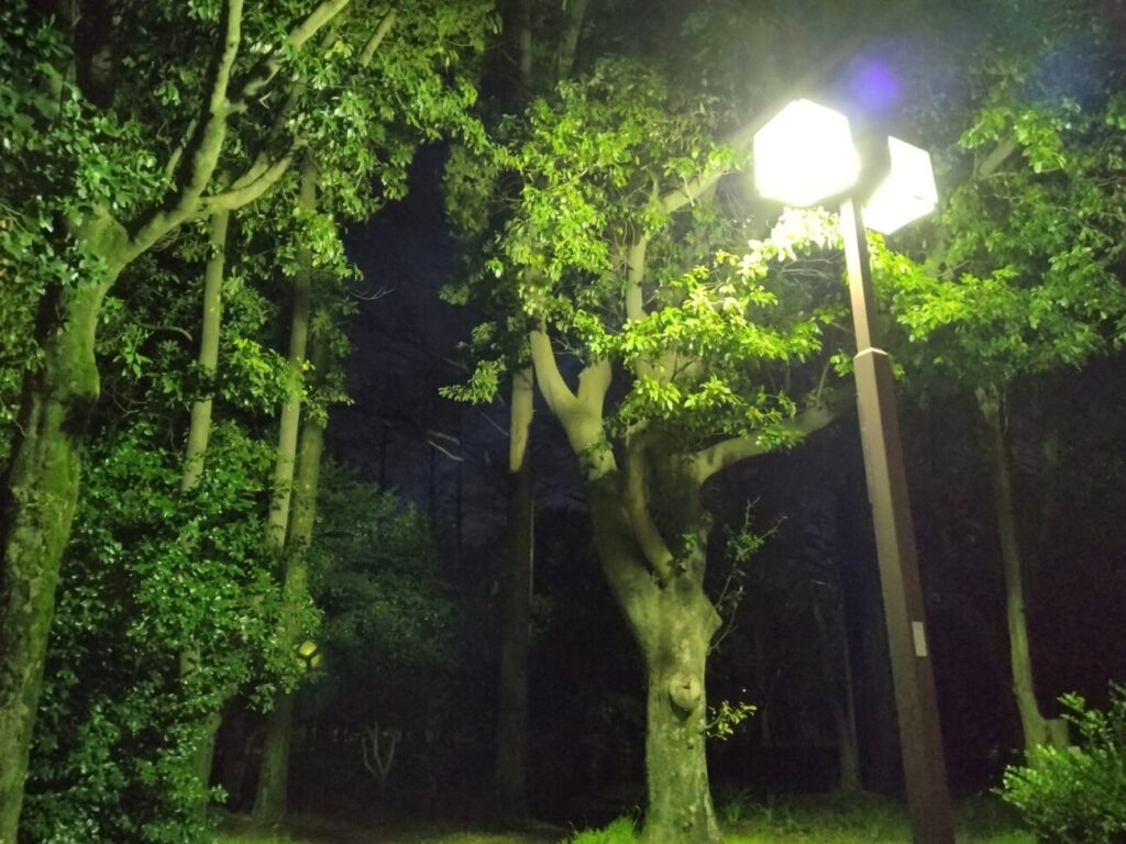「Xperia Ace III」の写真ー夜間の公園ー