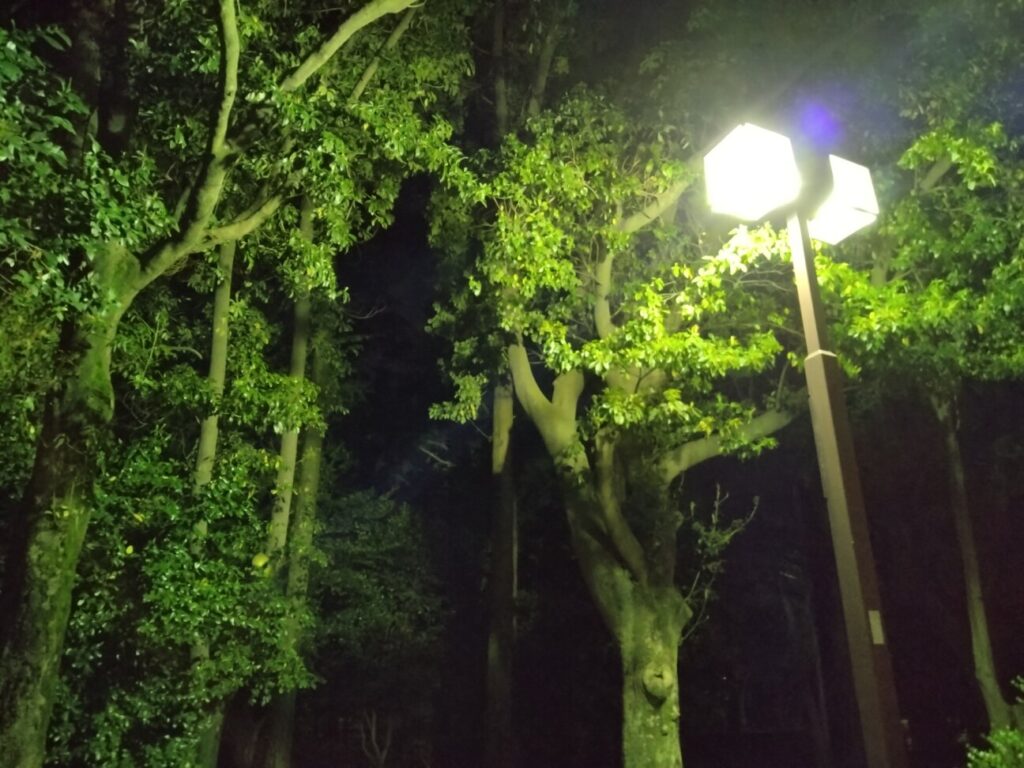 「Xperia Ace III」の写真ー夜間の公園ー